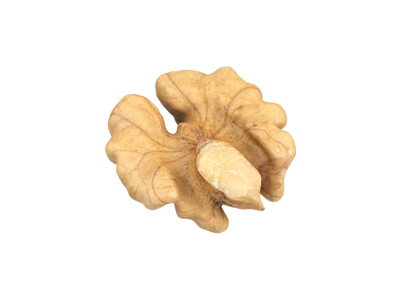 Walnut Kernel #1