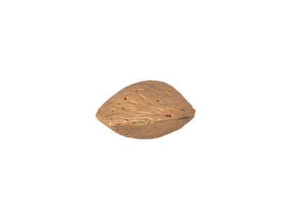 Almond in Shell #1