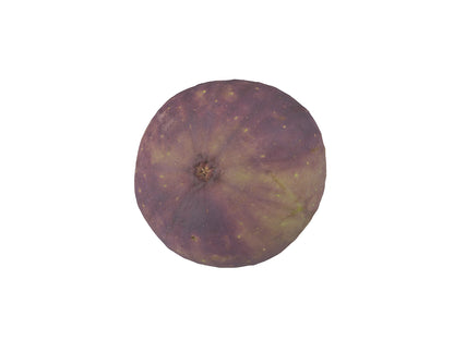 Fig #2