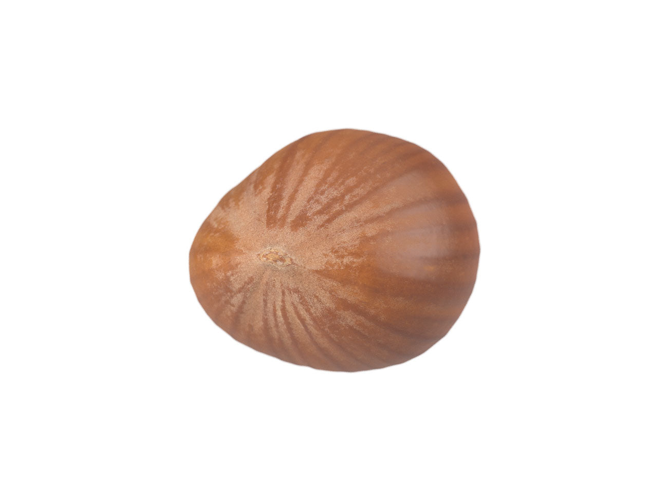 Hazelnut #1