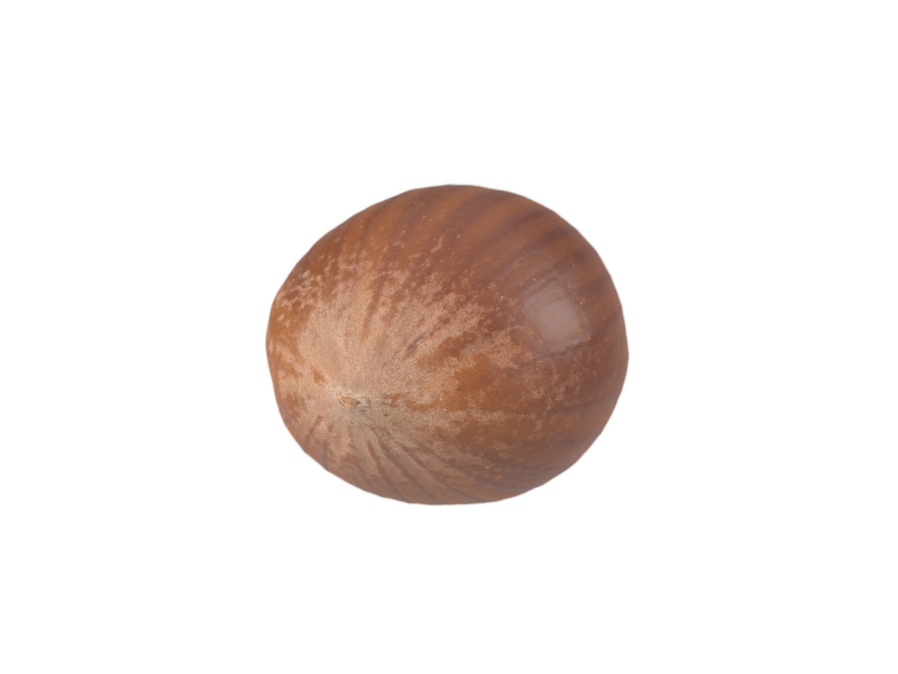 Hazelnut #3