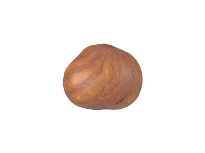 Hazelnut Kernel #1