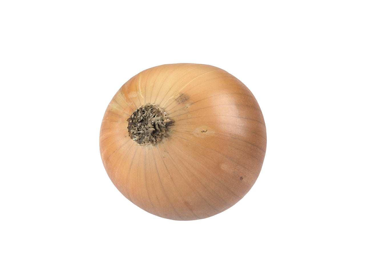 Onion #1