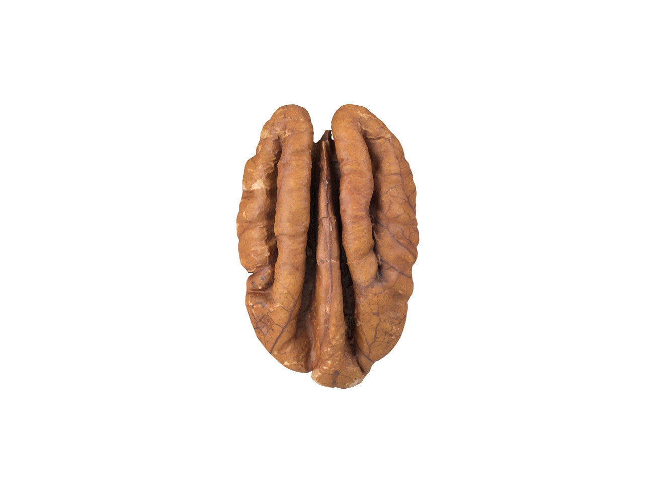 Pecan Nut #1