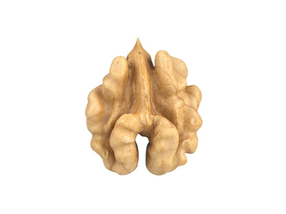 Walnut Kernel #1