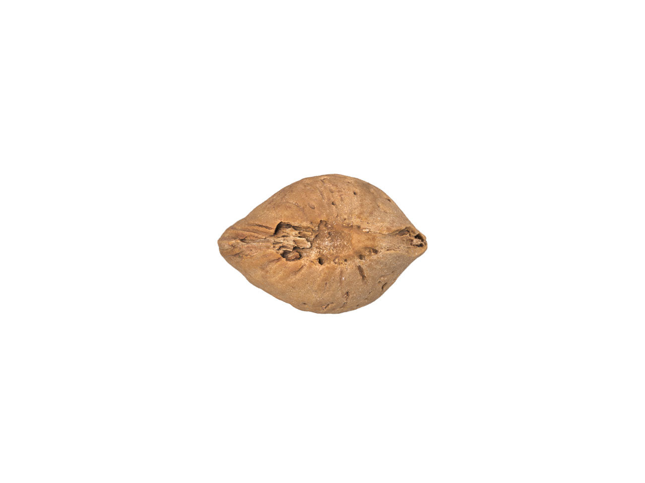 Almond in Shell #1