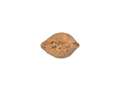 Almond in Shell #1