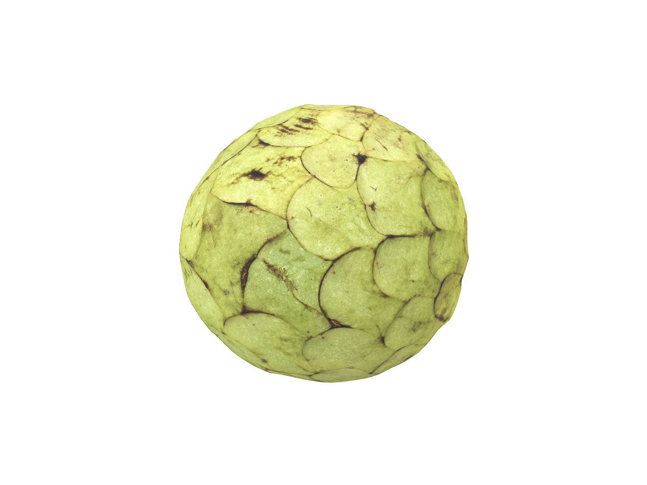 Cherimoya #1