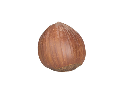 Hazelnut Shell #1