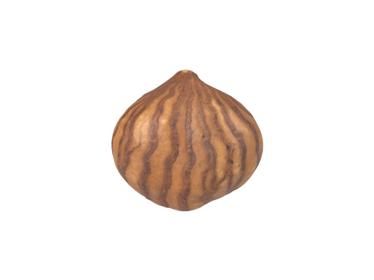 Hazelnut Kernel #2