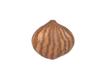 Hazelnut Kernel #2