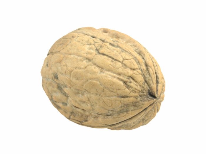 perspective view rendering of a walnut 3d model