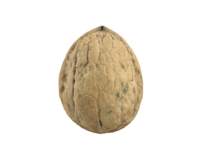 front view rendering of a walnut 3d model