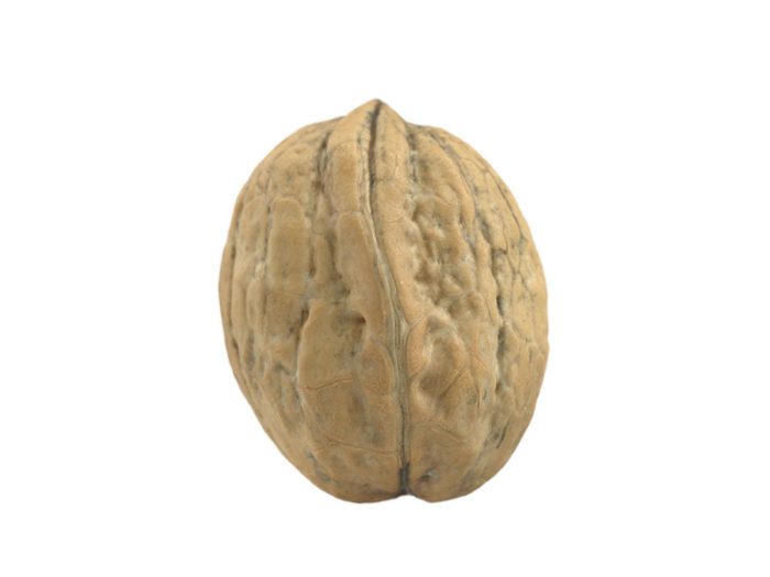 side view rendering of a walnut 3d model