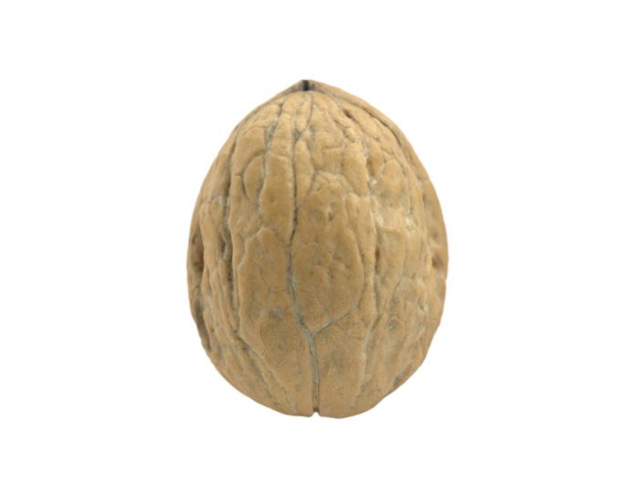 back view rendering of a walnut 3d model