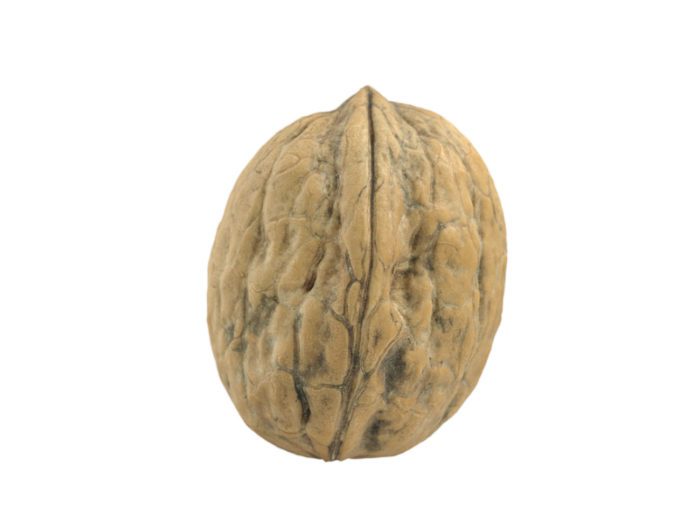 side view rendering of a walnut 3d model