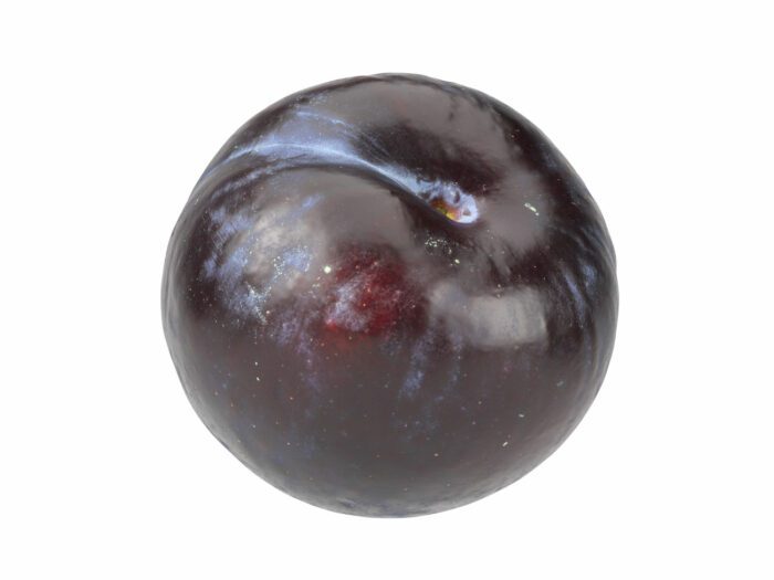 perspective view rendering of a plum 3d model