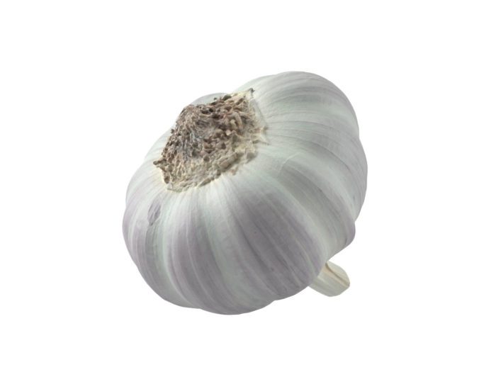 bottom view rendering of a garlic 3d model