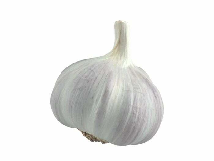 front view rendering of a garlic 3d model