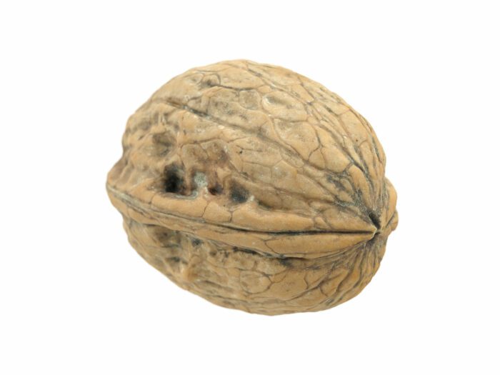 perspective view rendering of a walnut 3d model
