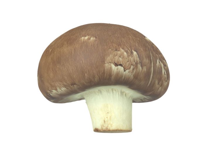 front view rendering of a mushroom 3d model