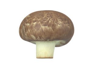 Mushroom #1
