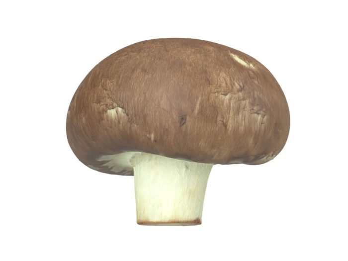 front view rendering of a mushroom 3d model