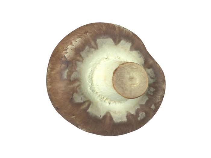 bottom view rendering of a mushroom 3d model
