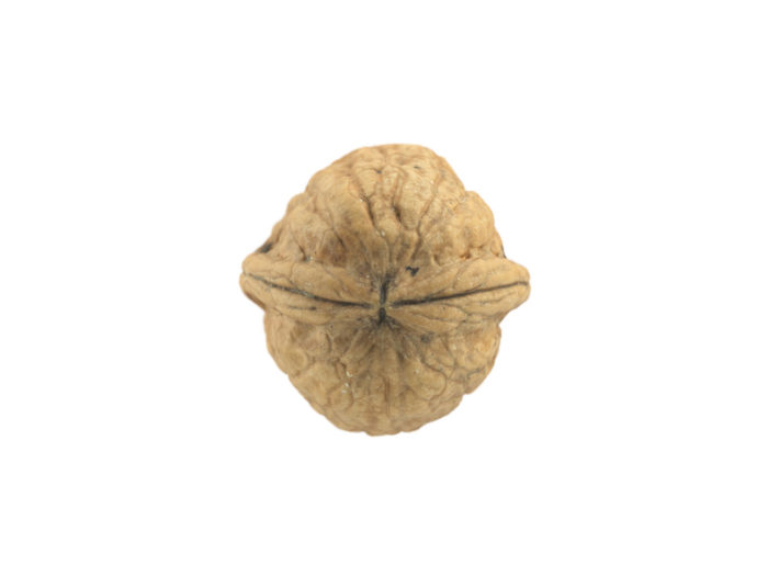 top view rendering of a walnut 3d model