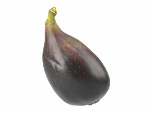Fig #1