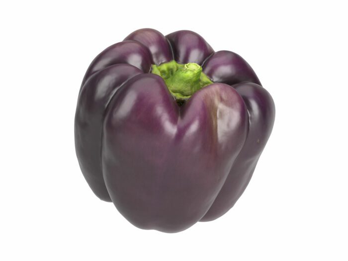 perspective view rendering of a tequila bell pepper 3d model