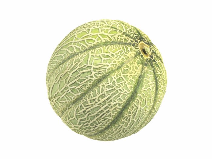 perspective view rendering of a charentais melon 3d model
