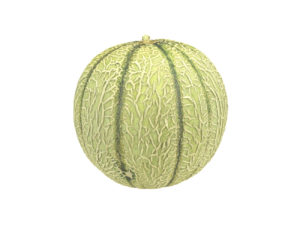 Charentais Melon #1