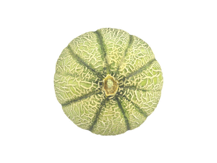 top view rendering of a charentais melon 3d model