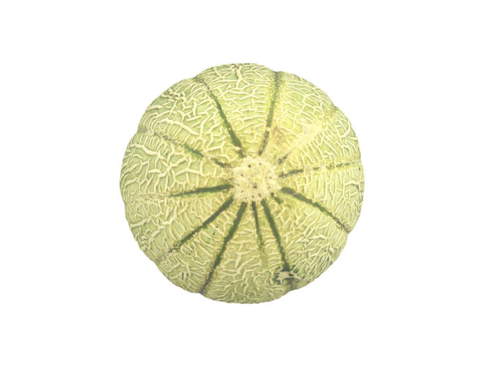 bottom view rendering of a charentais melon 3d model