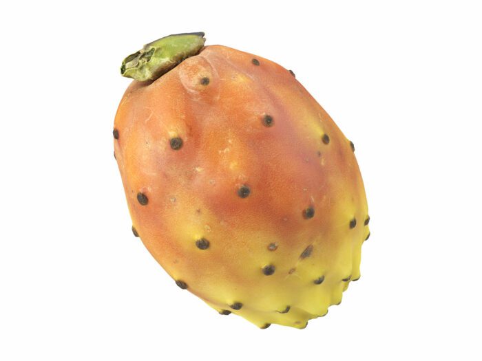 perspective view rendering of a prickly pear 3d model