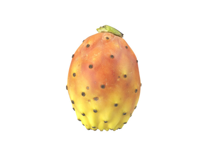 side view rendering of a prickly pear 3d model