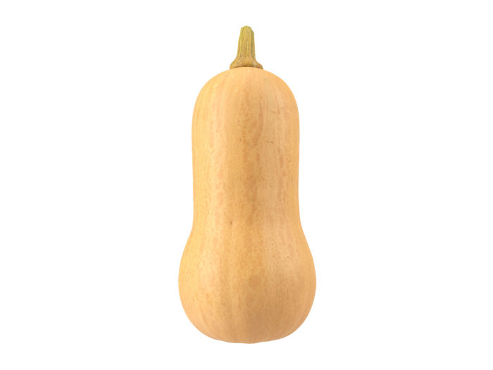 side view rendering of a butternut squash 3d model