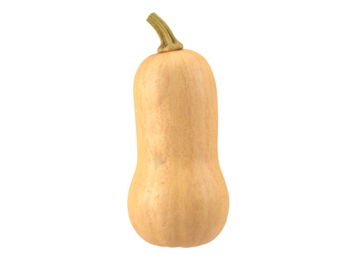 side view rendering of a butternut squash 3d model