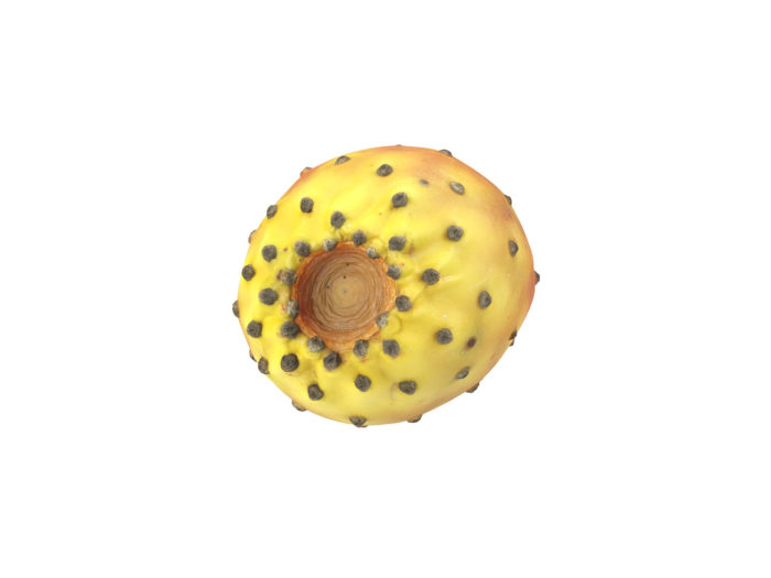 bottom view rendering of a prickly pear 3d model
