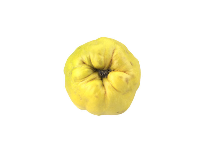 bottom view rendering of a quince 3d model