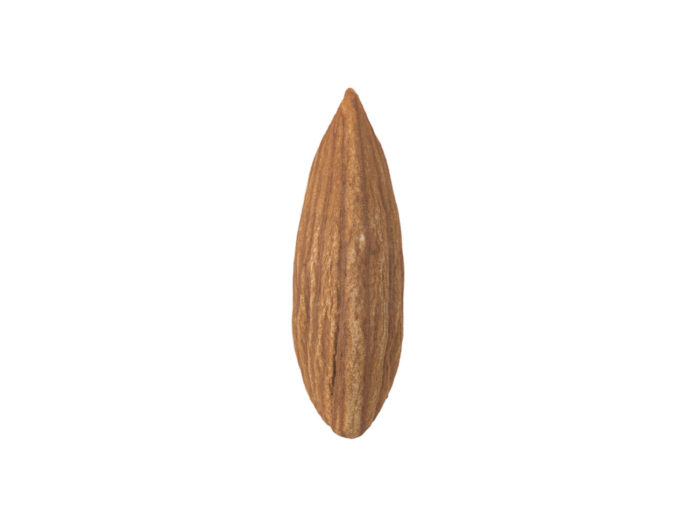 side view rendering of an almond 3d model
