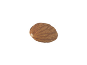 Almond #1