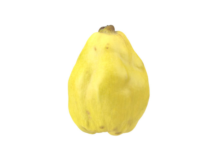 side view rendering of a quince 3d model
