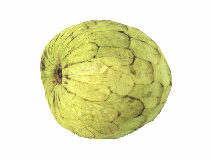 perspective view rendering of a cherimoya 3d model