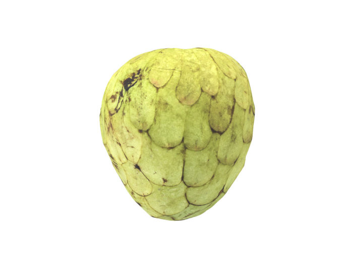 side view rendering of a cherimoya 3d model
