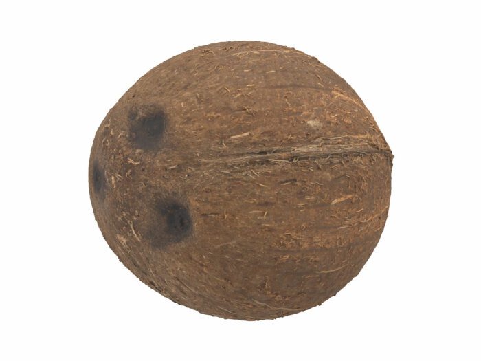 perspective view rendering of a coconut 3d model