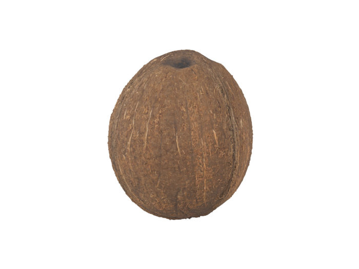 side view rendering of a coconut 3d model
