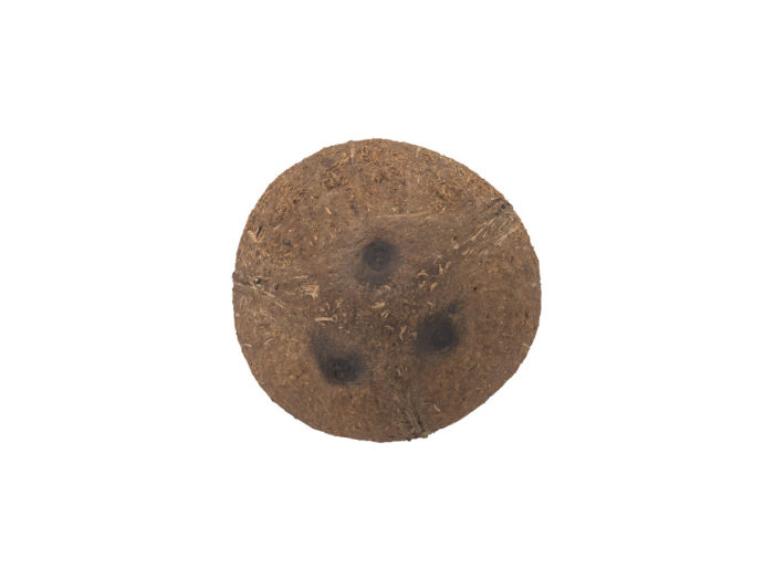 top view rendering of a coconut 3d model
