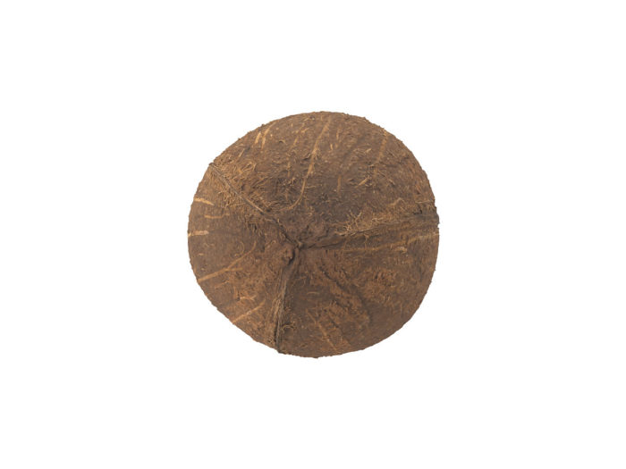 bottom view rendering of a coconut 3d model